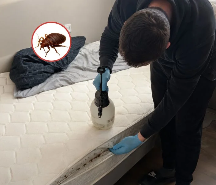 Technicien traitant un matelas contre les punaises de lit à Saint-Germain-lès-Arpajon
